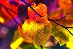 cat-icoon_herfstbladeren